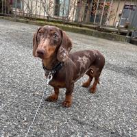 Bassotto per ACCOPPIAMENTO ARLECCHINO cioccolato