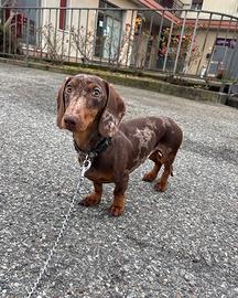 Bassotto per ACCOPPIAMENTO ARLECCHINO cioccolato