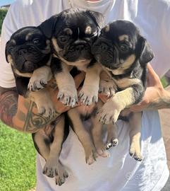 Bulldog francese
