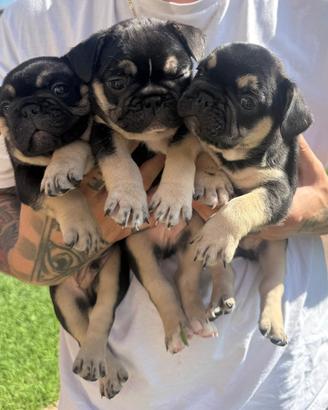 Bulldog francese