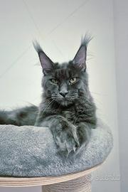 Cuccioli Maine Coon taglia grande