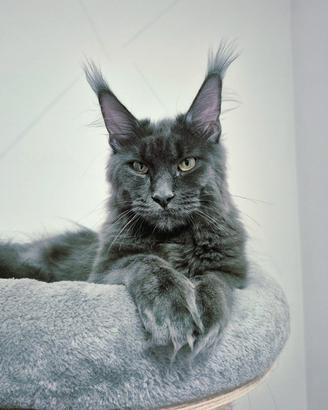Cuccioli Maine Coon taglia grande