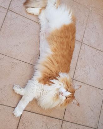 Maine Coon