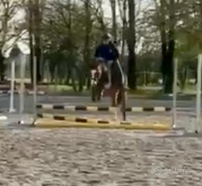 Bravissimo pony h 120