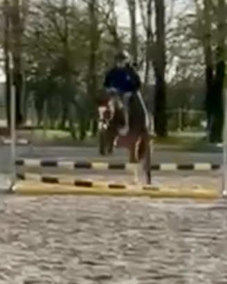 Bravissimo pony h 120