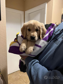 Cuccioli di Golden retriever