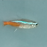 Blocco 15 neon taglia XXL