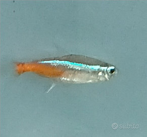 Blocco 15 neon taglia XXL