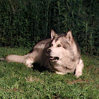 Alaskan Malamute maschio disponibile per monta