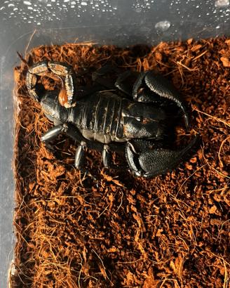 Heterometus cyaneus ( scorpione asiatico )