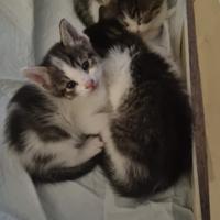 3 Gattini