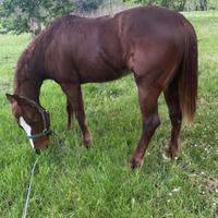 Cavallo quorter