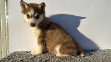 Husky pedigree