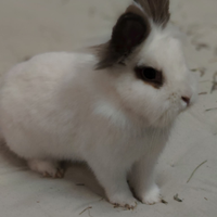 Coniglietti media taglia