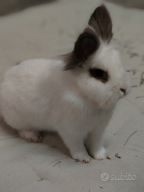 Coniglietti media taglia