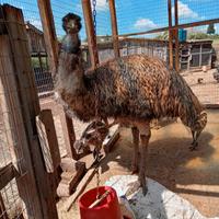 Emu' cuccioli