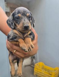 Bassotti di piccola taglia Arlecchino