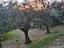 Immagine 8