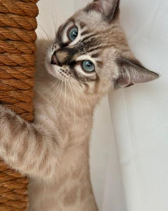 Gattini bengala disponibili