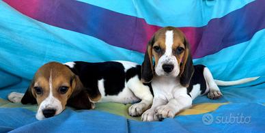 Cuccioli di Beagle