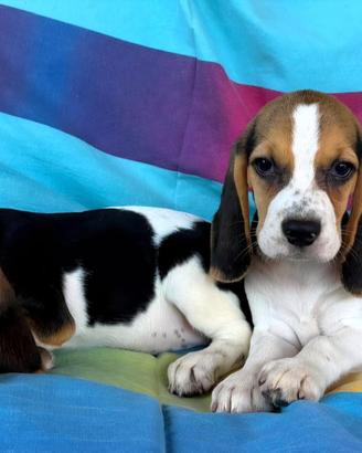 Cuccioli di Beagle