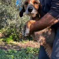 Piccolo lepraiolo dell'appennino/segugio