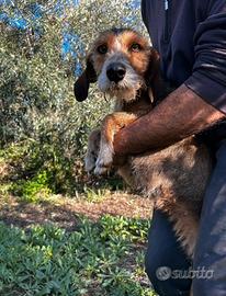 Piccolo lepraiolo dell'appennino/segugio