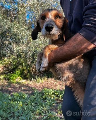 Piccolo lepraiolo dell'appennino/segugio