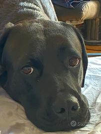 Cane Corso femmina 3 anni