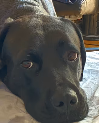 Cane Corso femmina 3 anni