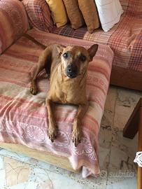 Dolcissimo cagnolino di 8 anni