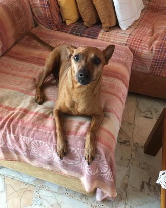 Dolcissimo cagnolino di 8 anni