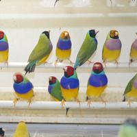 Diamanti di Gould maschi e femmina