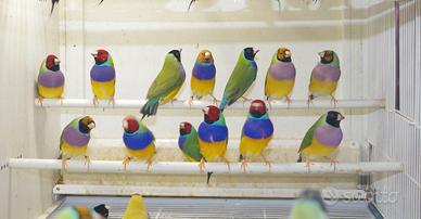 Diamanti di Gould maschi e femmina