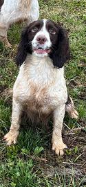 Springer Spaniel Inglese - 2 anni Femmina