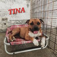 Adozione pitbull e derivati in canile a Roma nord