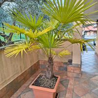 Pianta di Palma in vaso h 165 cm