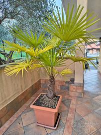 Pianta di Palma in vaso h 165 cm