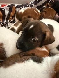 Cuccioli Jack Russell