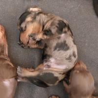 Bassotto tedesco nano/kaninchen