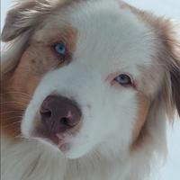 Pastore australiano per riproduzione