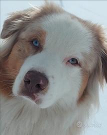 Pastore australiano per riproduzione