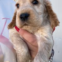 Cuccioli cocker spaniel inglese