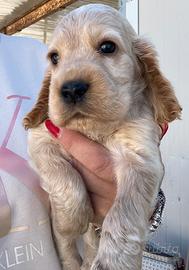 Cuccioli cocker spaniel inglese