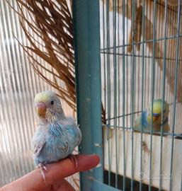 Cocorita