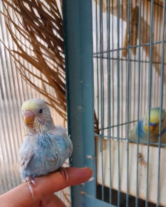 Cocorita