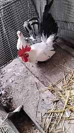 Coppia chabo nagasaki giovani