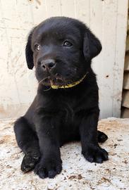 Labrador retriever