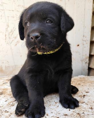 Labrador retriever
