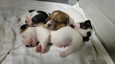 Jack Russell